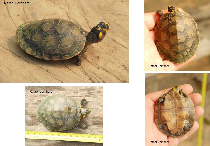 Podocnemis unifilis ppbio.inpa.gov.br/inicio